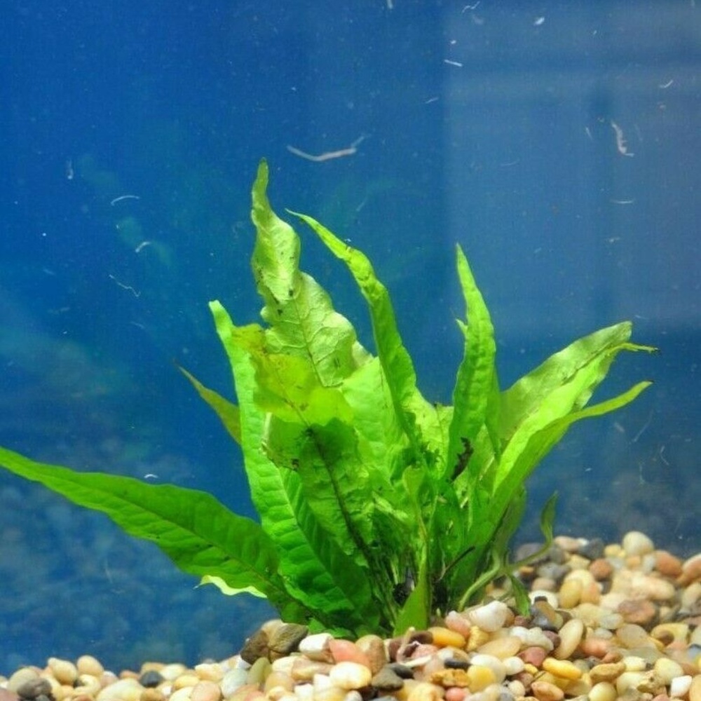 6 Pots Java Fern Pot Microsorum Pteropus Plant